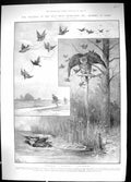 Old 1903 Birds Hunting Owl Snare Wild Duck America Trans-Pacific Cali 20th