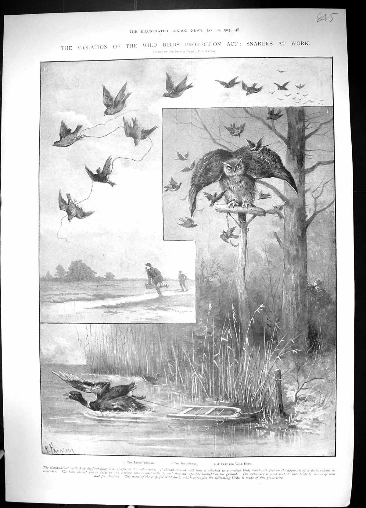 Old 1903 Birds Hunting Owl Snare Wild Duck America Trans-Pacific Cali 20th
