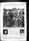 Antique Old Print 1924 Indian Opium Cultivators Poppy Flowers Dewars Whisky