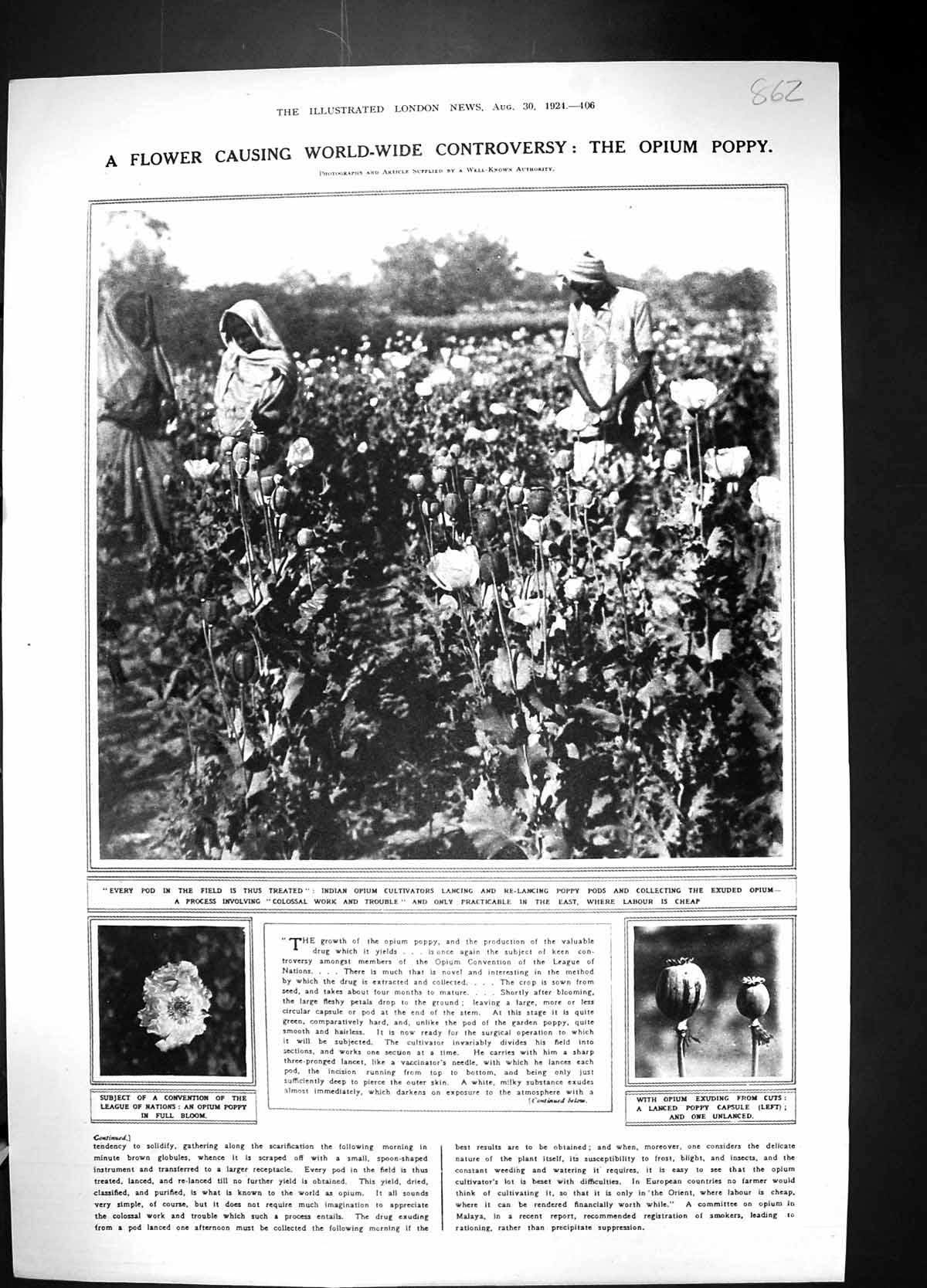 Antique Old Print 1924 Indian Opium Cultivators Poppy Flowers Dewars Whisky