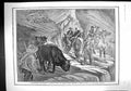Old 1906 Caravan Armed Escort Herd Bulls Sierra Nevada Carts Toledo M 20th
