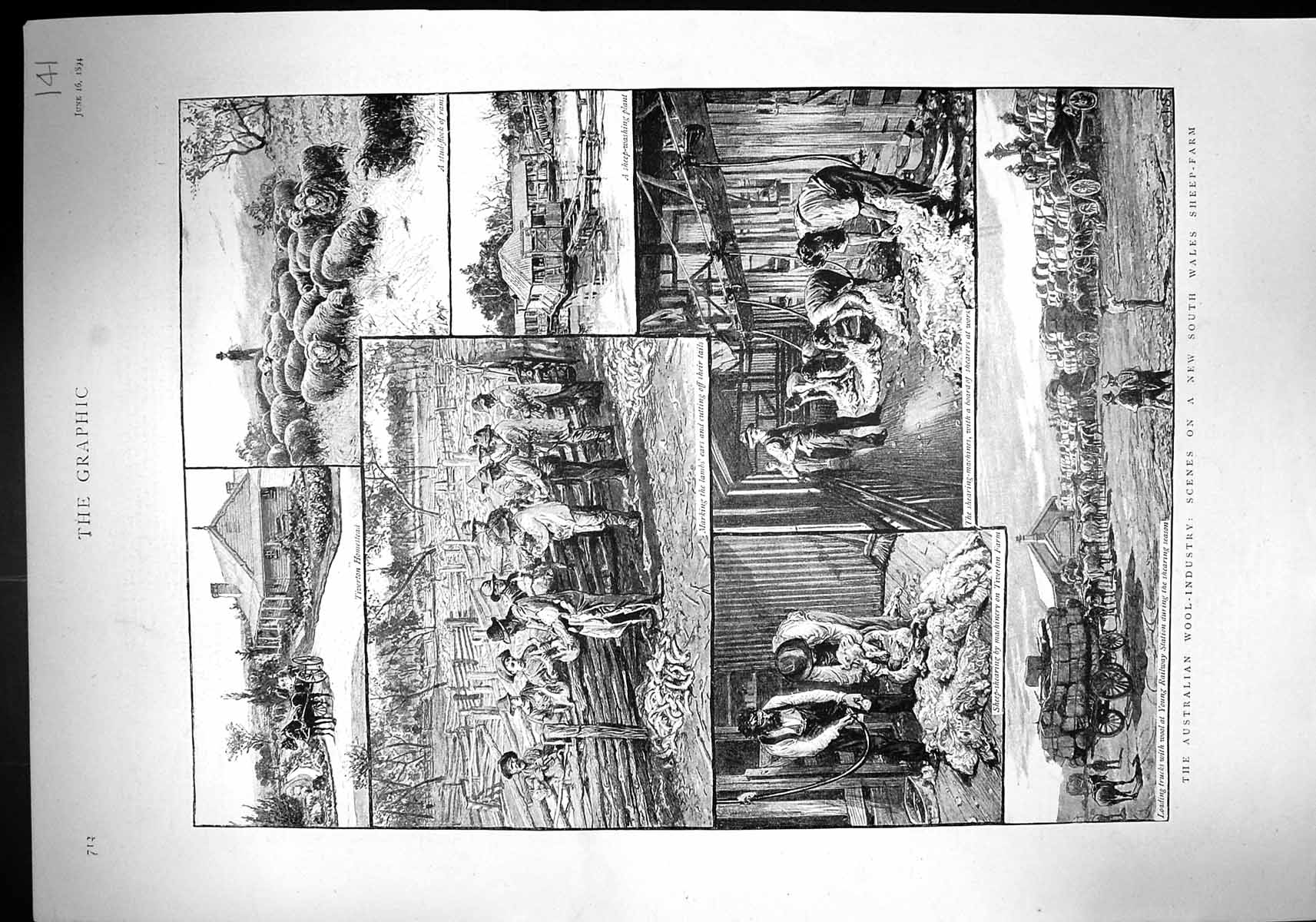 Old 1894 Australia Wool Industry Sheep Farm Trinity Adie Johnson Clar 19th