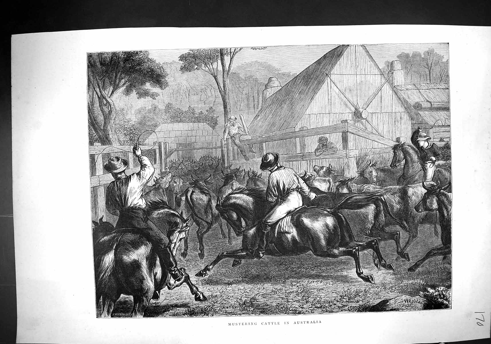 Old 1871 Mustering Cattle Australia Chillingham Horses Elastic Wheels 19th