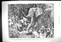 Old 1899 Africa Lloyd Pygmy Forest Elephant Wright Ruffer Fraser Cumi 19th