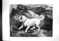 Old 1892 Jocko Dog Landseer Seal Schooner Ship Pheasant Nymphe Mohica 19th