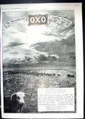 Old 1910 Oxo Cattle Farm Bovril Factory Argentina Argerisch Calvo Shi 20th