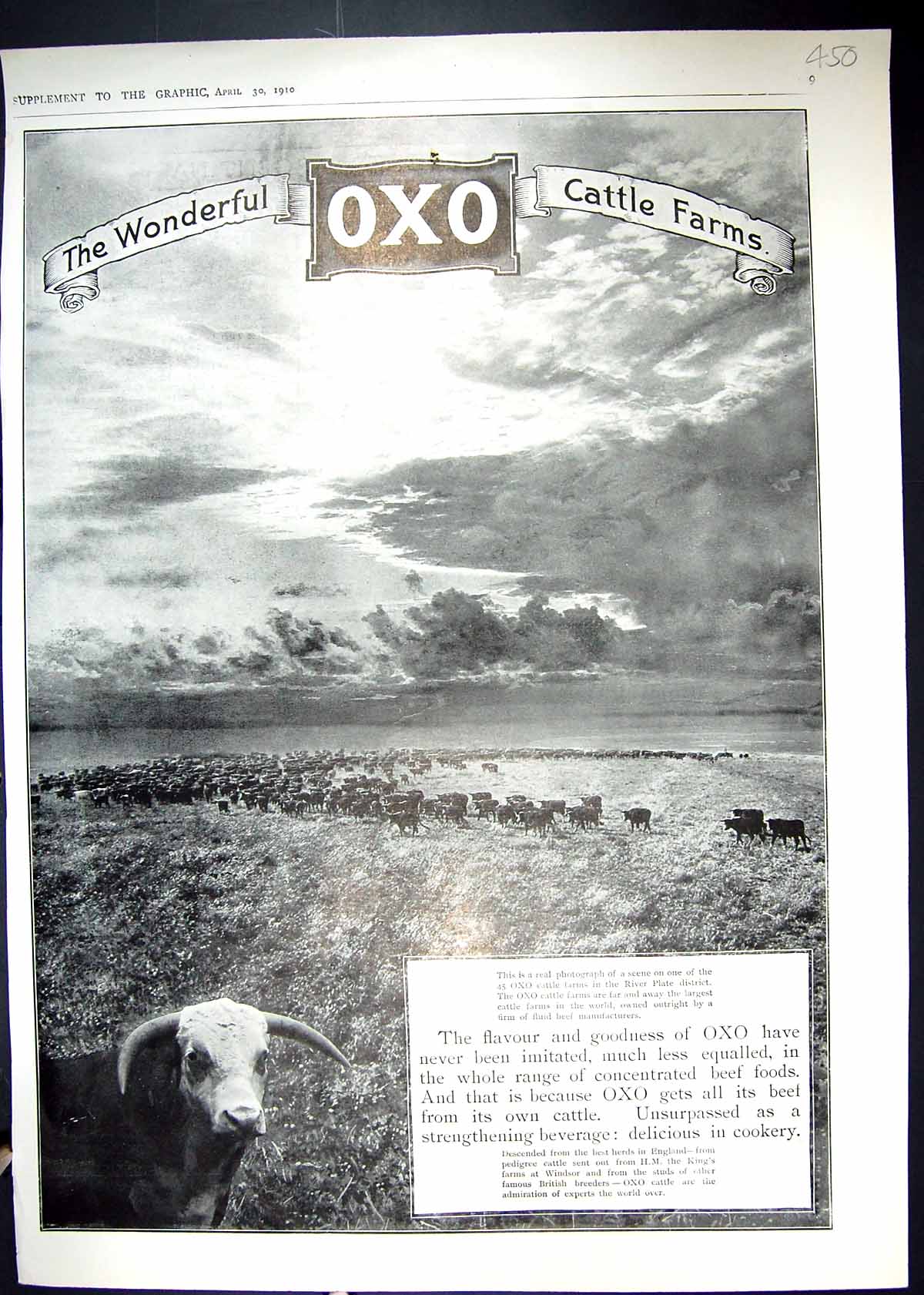 Old 1910 Oxo Cattle Farm Bovril Factory Argentina Argerisch Calvo Shi 20th