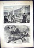 Old 1871 National Assembly Theatre Dead Dumb Asylum Paris Baby Hippop Victorian