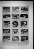Old 1906 Prince Wales Zoo Rhinoceros Tigress Dog Elephant House Commo 20th