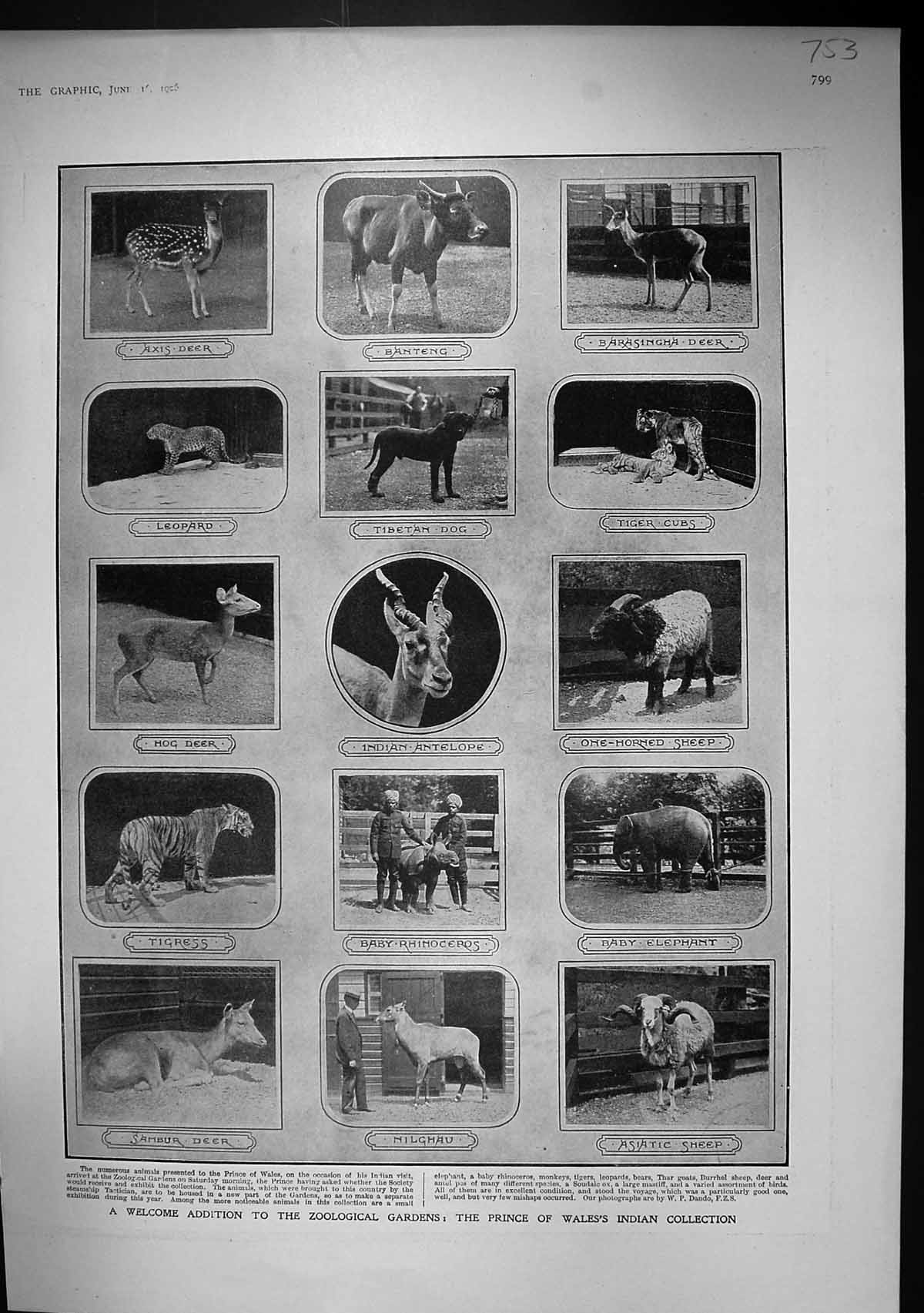 Old 1906 Prince Wales Zoo Rhinoceros Tigress Dog Elephant House Commo 20th