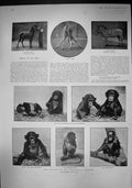 Old 1902 Zoological Gardens Chimpanzee Zebra Giraffe Braemar Prince A 20th