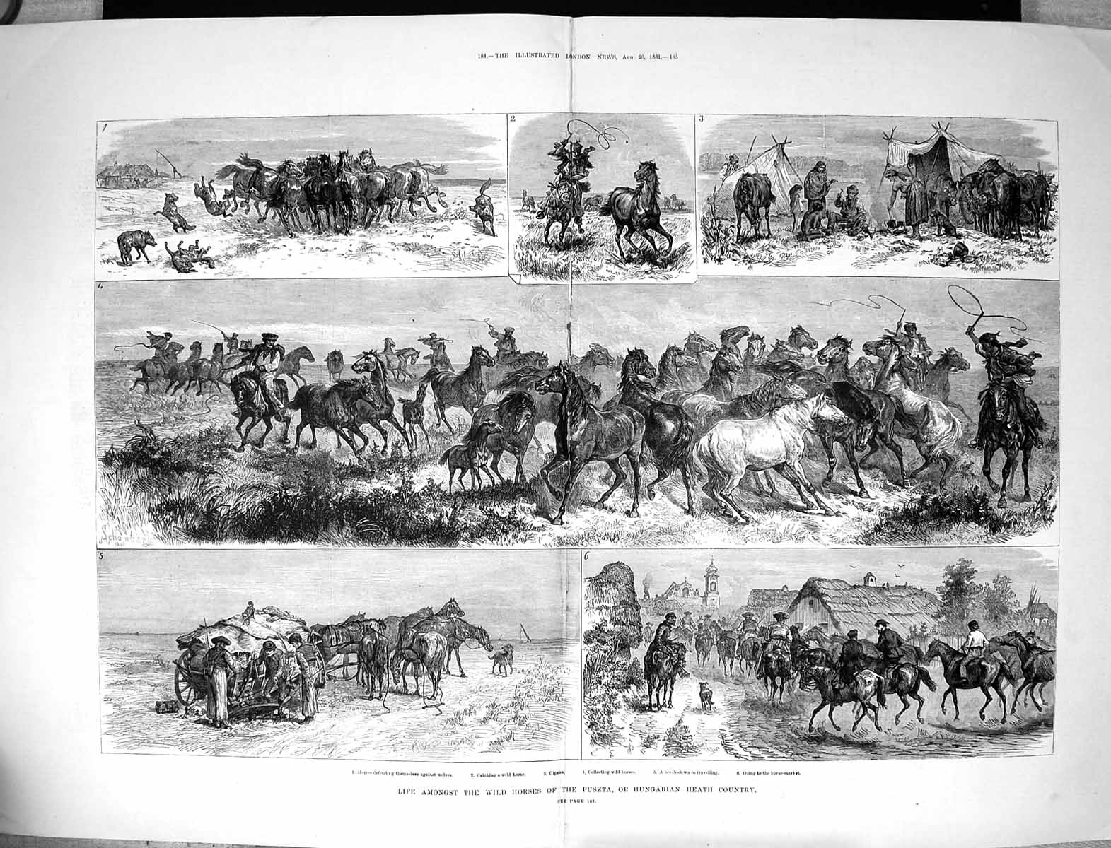 Old Antique Print Damaged 1881 Wild Horses Puszta Hungarian Heath Country 19th