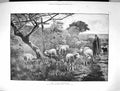 Antique Old Print 1884 Good Shepherd Man Sheep Dog Countryside Harry Thompson