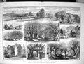 Old 1882 Opening Epping Forest Queen Recreation Queen Elizabeth Lodge Victorian