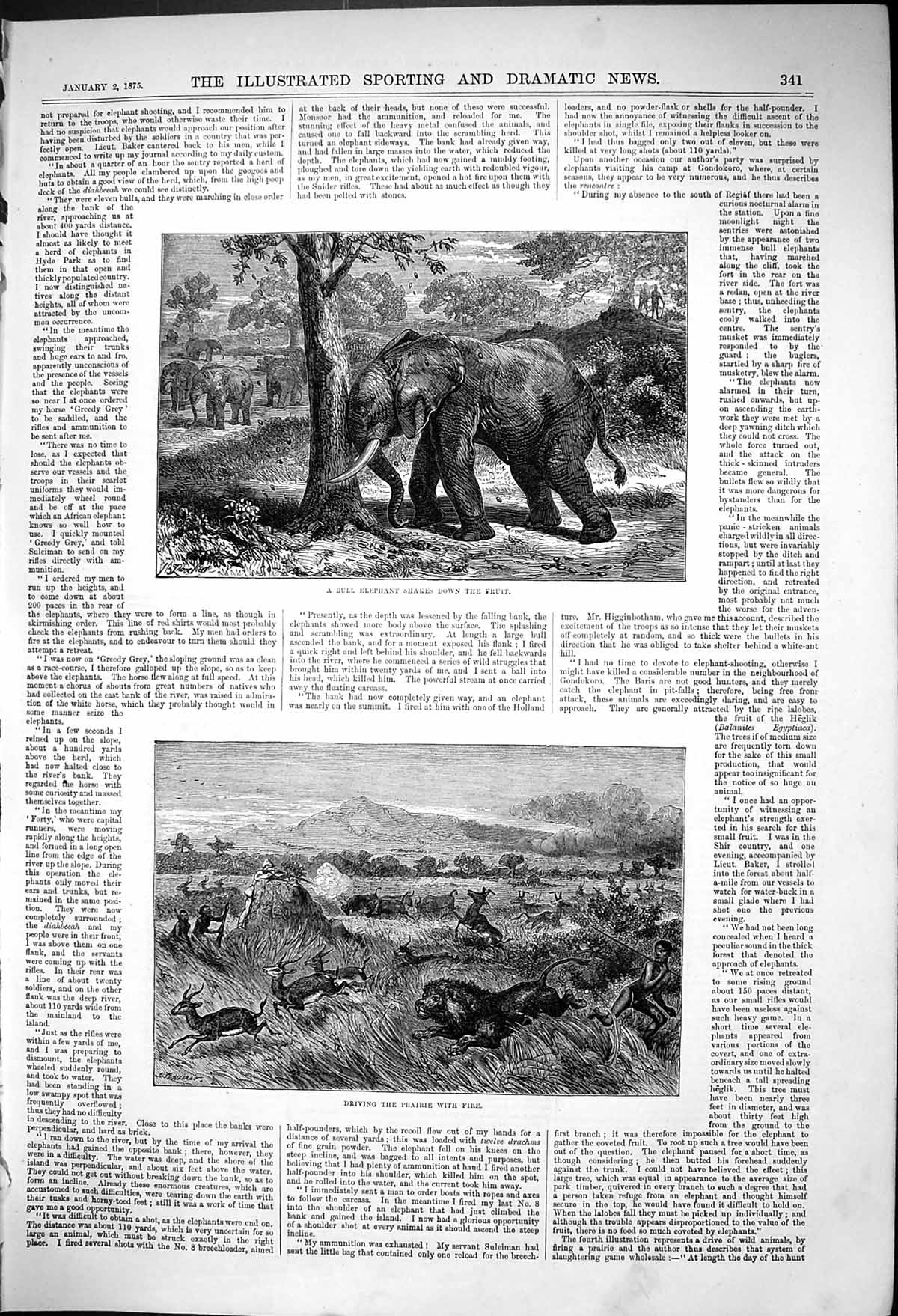 Old Print Bull Elephant Shakes Down Fruit Driving Prairie With Fire 1875 19th
