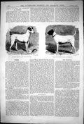 Old Print Fox Terriers Diver Mr Thomas Hopkinson Vandal J Murchison 1875 19th