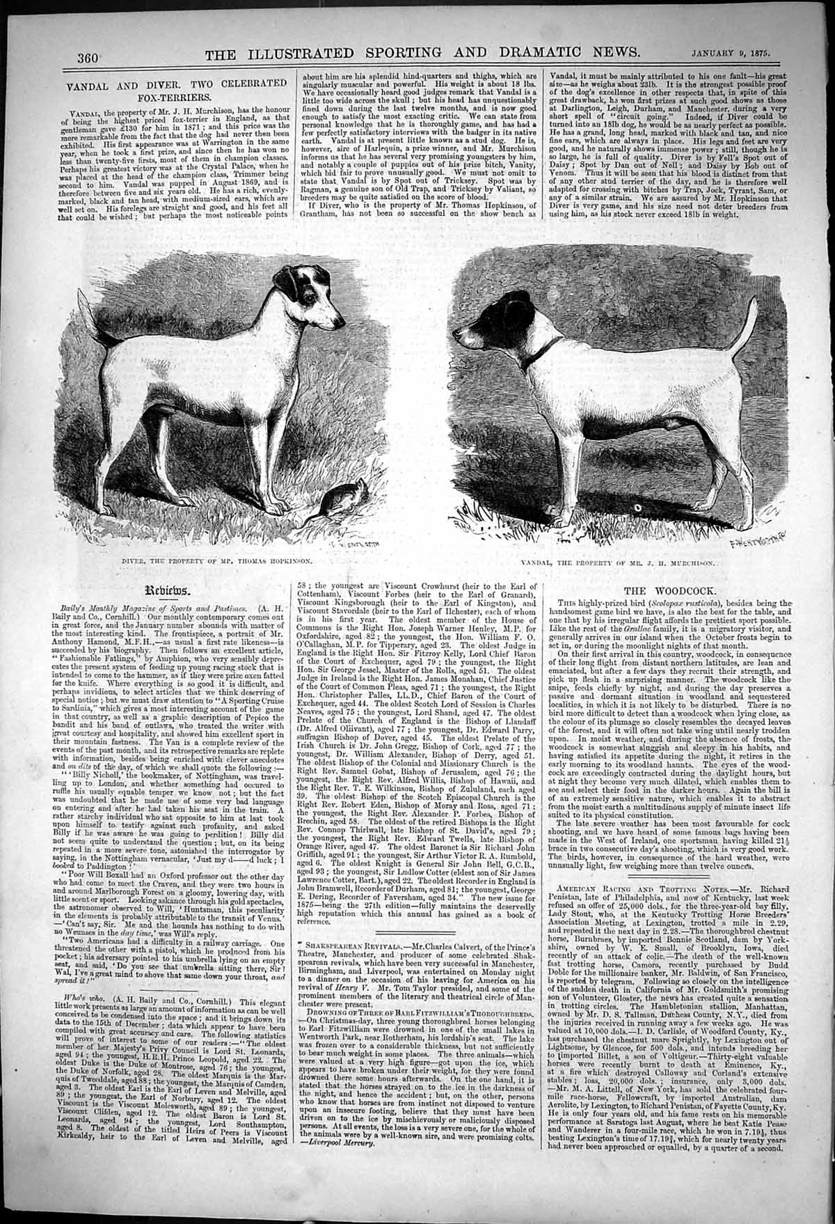 Old Print Fox Terriers Diver Mr Thomas Hopkinson Vandal J Murchison 1875 19th