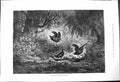 Antique Old Print Haunt Woodcock Portugal Street Theatre Lady Carriage 1875
