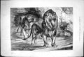 Antique Old Print Sunset Royal Pair Leaving Their Lair A Langon Lions 1875 19th