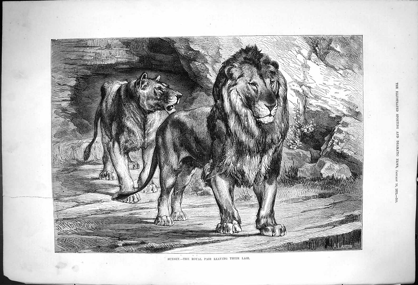 Antique Old Print Sunset Royal Pair Leaving Their Lair A Langon Lions 1875 19th