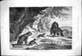 Old Print Sunrise Return Hunter Spoils Lion Donald Kilt Death Domino 1875 19th