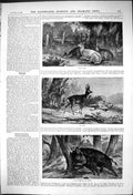 Old Deer Driving Austria Fallow Deer Roe Deer Boar Whetting Tushes187 Victorian