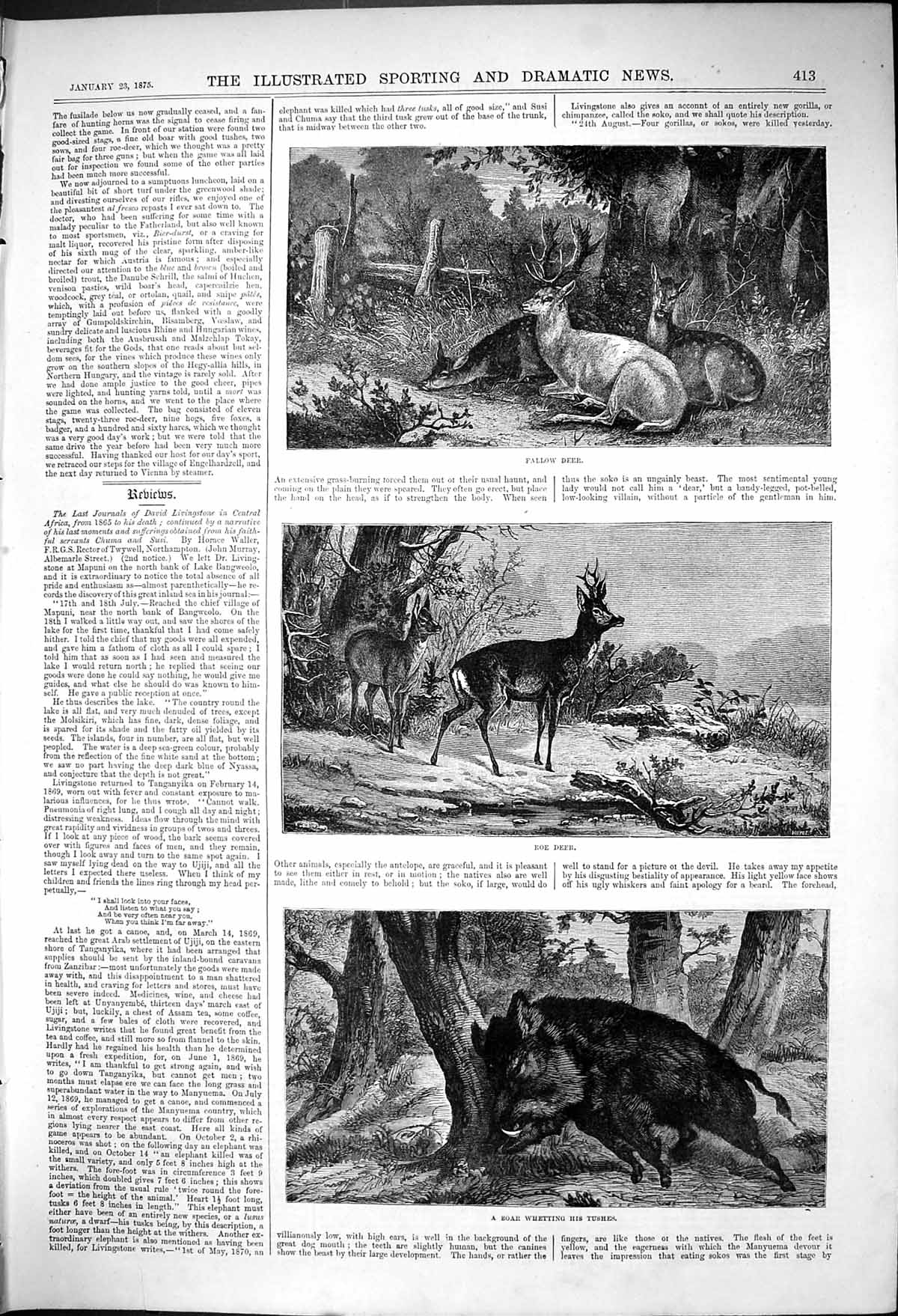 Old Deer Driving Austria Fallow Deer Roe Deer Boar Whetting Tushes187 Victorian
