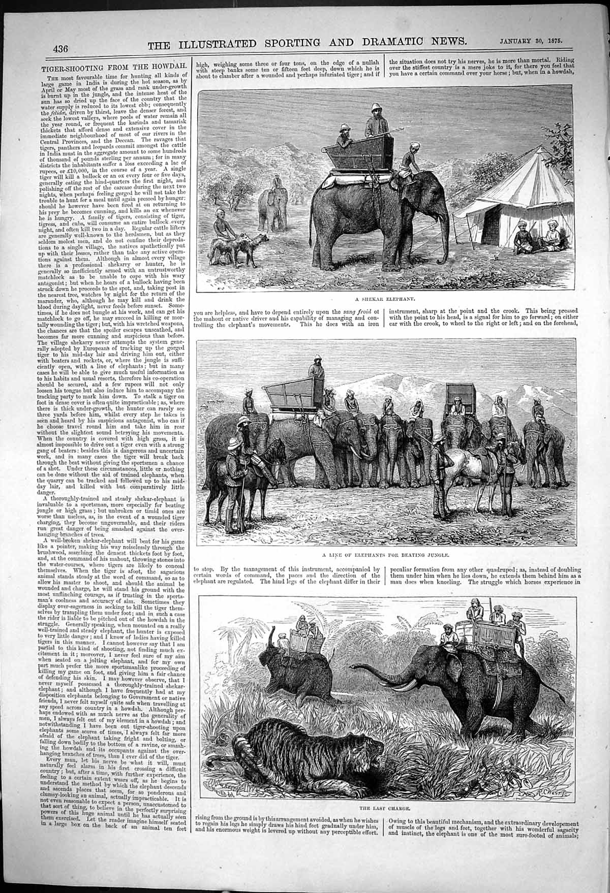 Antique Print Tiger Shooting Howdah Shekar Elephant Last Charge Tiger 1875 19th