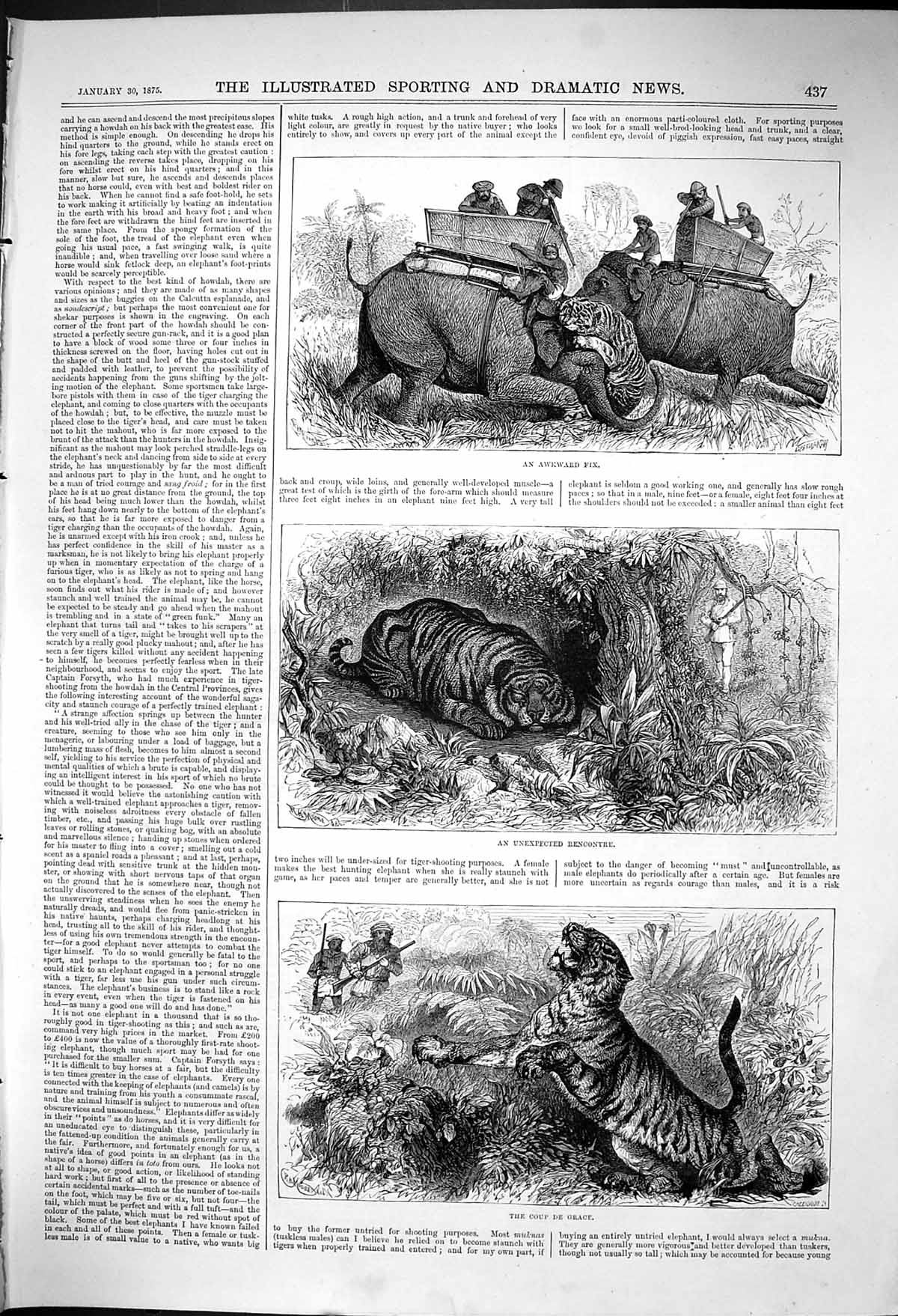 Antique Print Tiger Shooting Howdah Unexpected Encounter Coup De Grace 1875