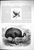 Old Cotinga Cincta Banded Chatterer S America Australian Cassowary187 Victorian