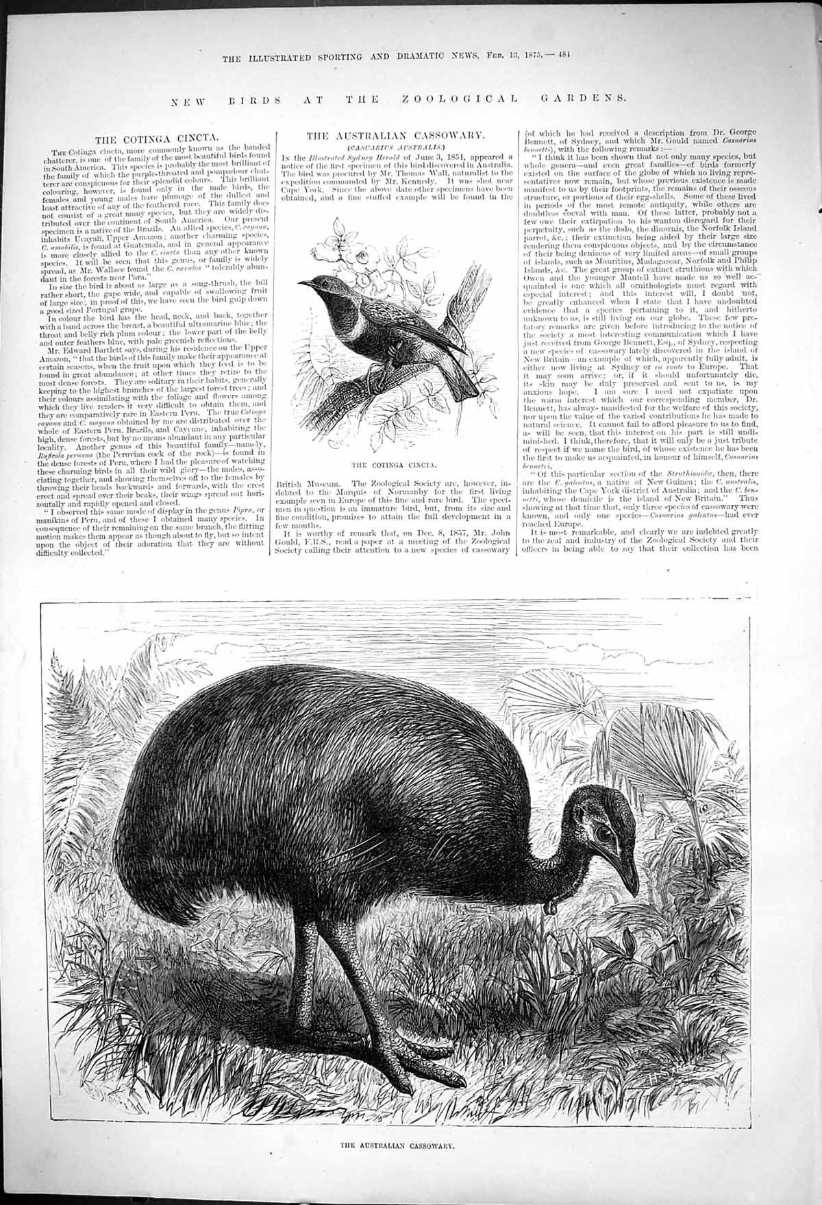 Old Cotinga Cincta Banded Chatterer S America Australian Cassowary187 Victorian