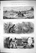 Antique Old Print Sport Nizams Dominions Hunting Leopard Spoiler Spoiled 1875