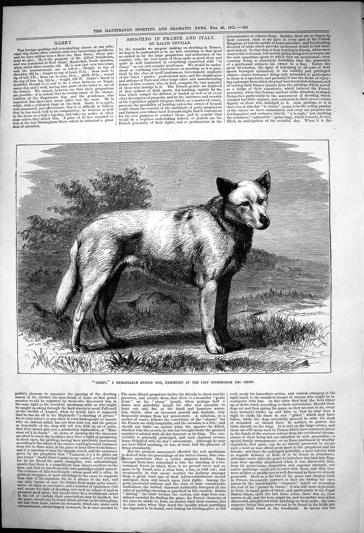 Old Print Garry Remarkable Hybrid Dog Last Birmingham Dog Show Whist 1875 19th