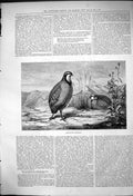 Original Old Antique Print Red Legged Partridges 1875 19th Century