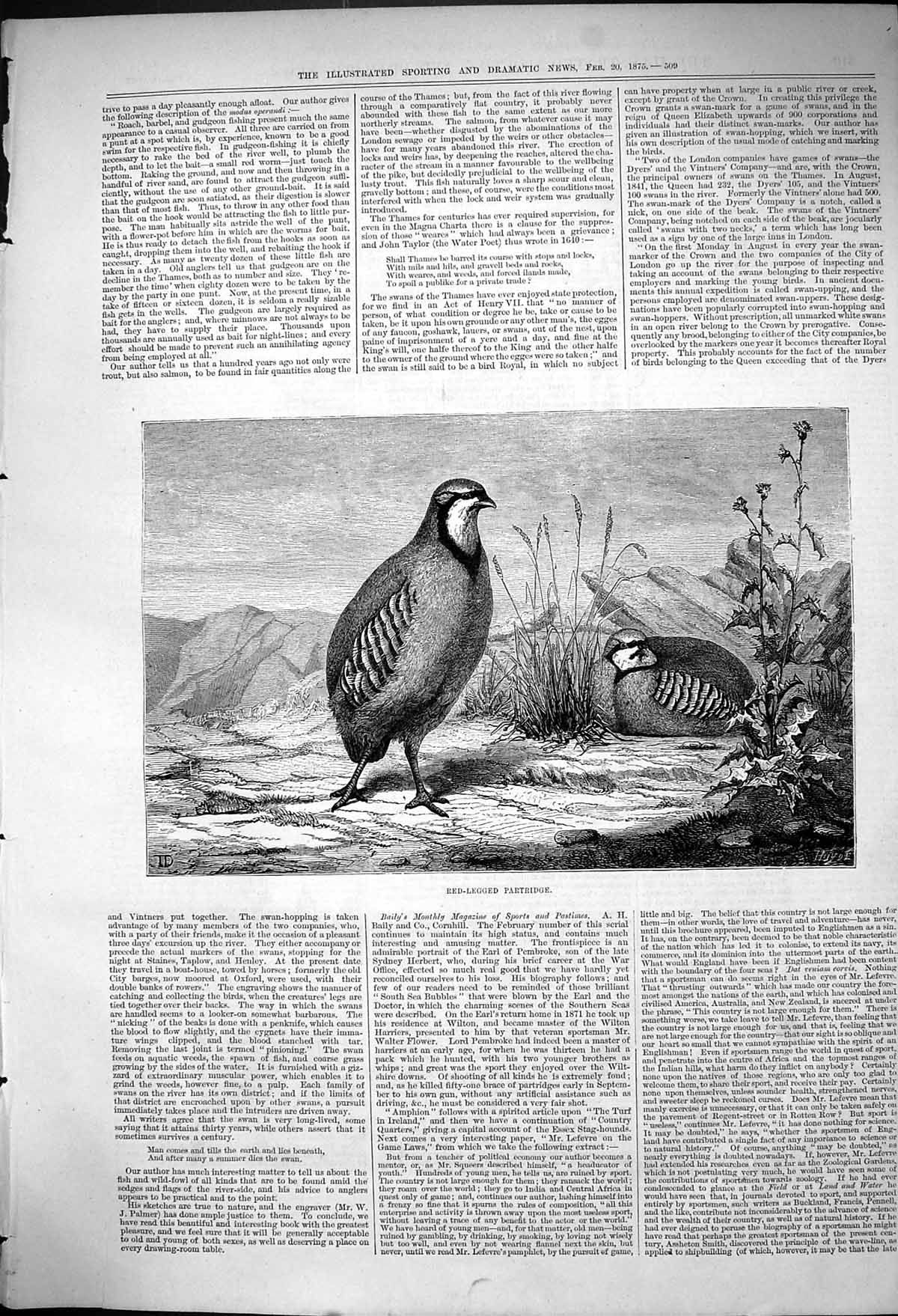 Original Old Antique Print Red Legged Partridges 1875 19th Century