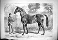 Antique Old Print Carnival York Horse Held By Owner Trainer J Sturgess 1875