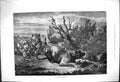 Original Old Antique Print An Arabs Ambuscade Lions Eating Deer A Lansan 1875