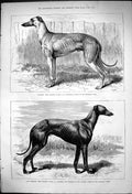 Antique Old Print Winners Gilderoy T Goodlake Lord Glendyne Greyhounds 1875