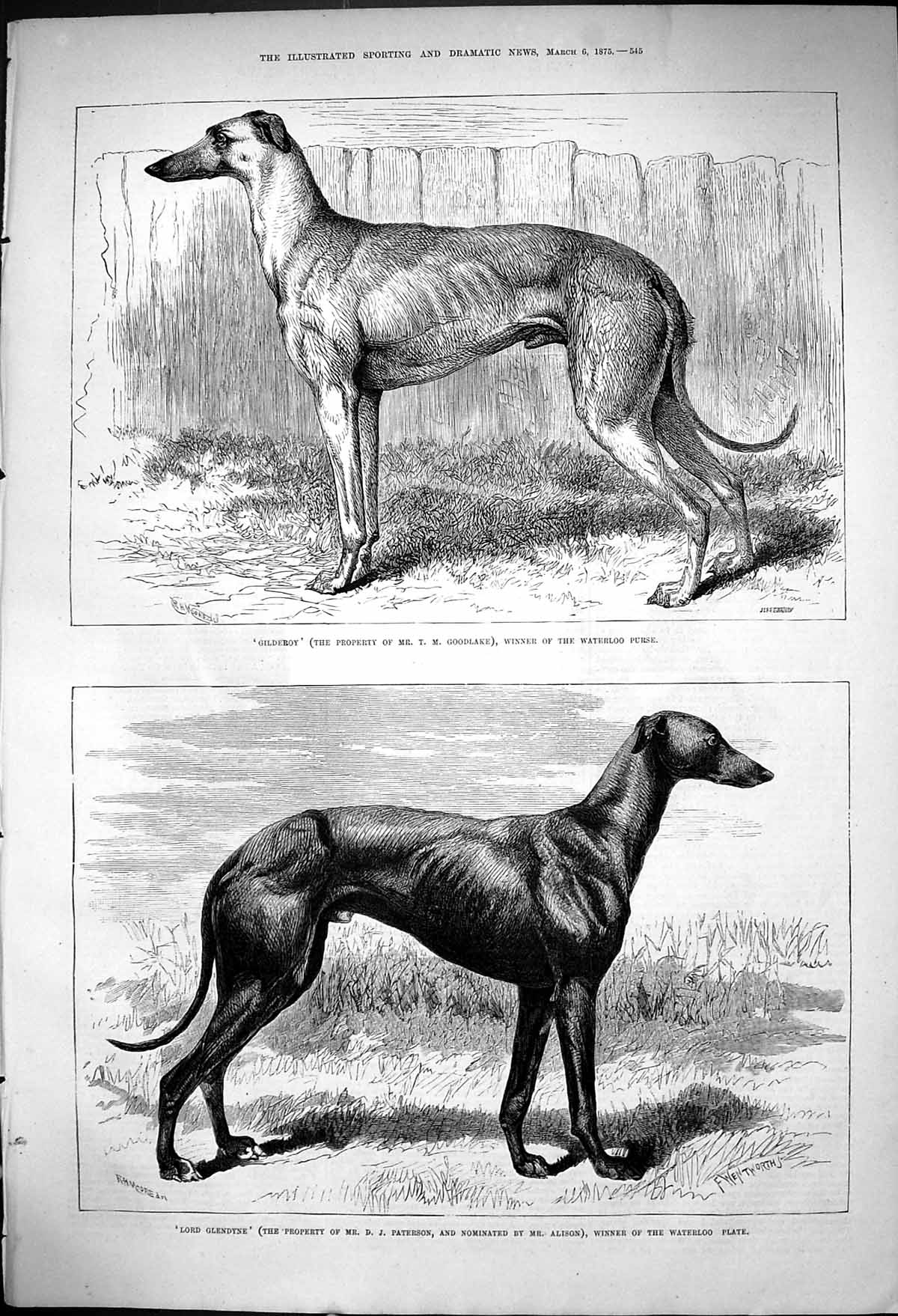 Antique Old Print Winners Gilderoy T Goodlake Lord Glendyne Greyhounds 1875