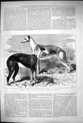 Antique Old Print Brigadier Hebe Sire Dam Honeymoon Winner Waterloo Cup 1875