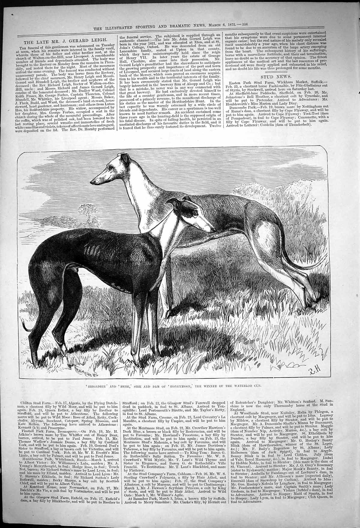Antique Old Print Brigadier Hebe Sire Dam Honeymoon Winner Waterloo Cup 1875