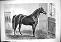 Original Old Antique Print Paul Jones J Sturgess Dark Horse Stable 1875 19th