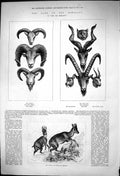 Old Game Himalaya Burrul Wild Dog Ibex Musk Deer Gooral Chamois 1875 Victorian
