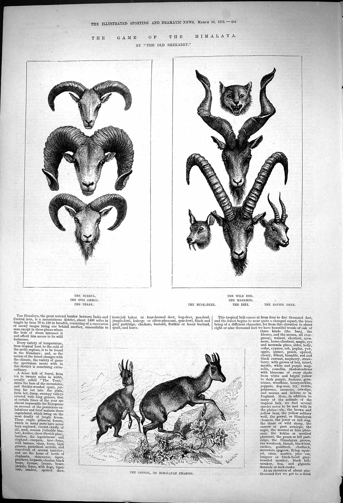 Old Game Himalaya Burrul Wild Dog Ibex Musk Deer Gooral Chamois 1875 Victorian