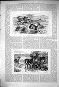 Antique Old Print Himalayan Ibex Goa Ravine Deer Eating Leaves Mountains 1875