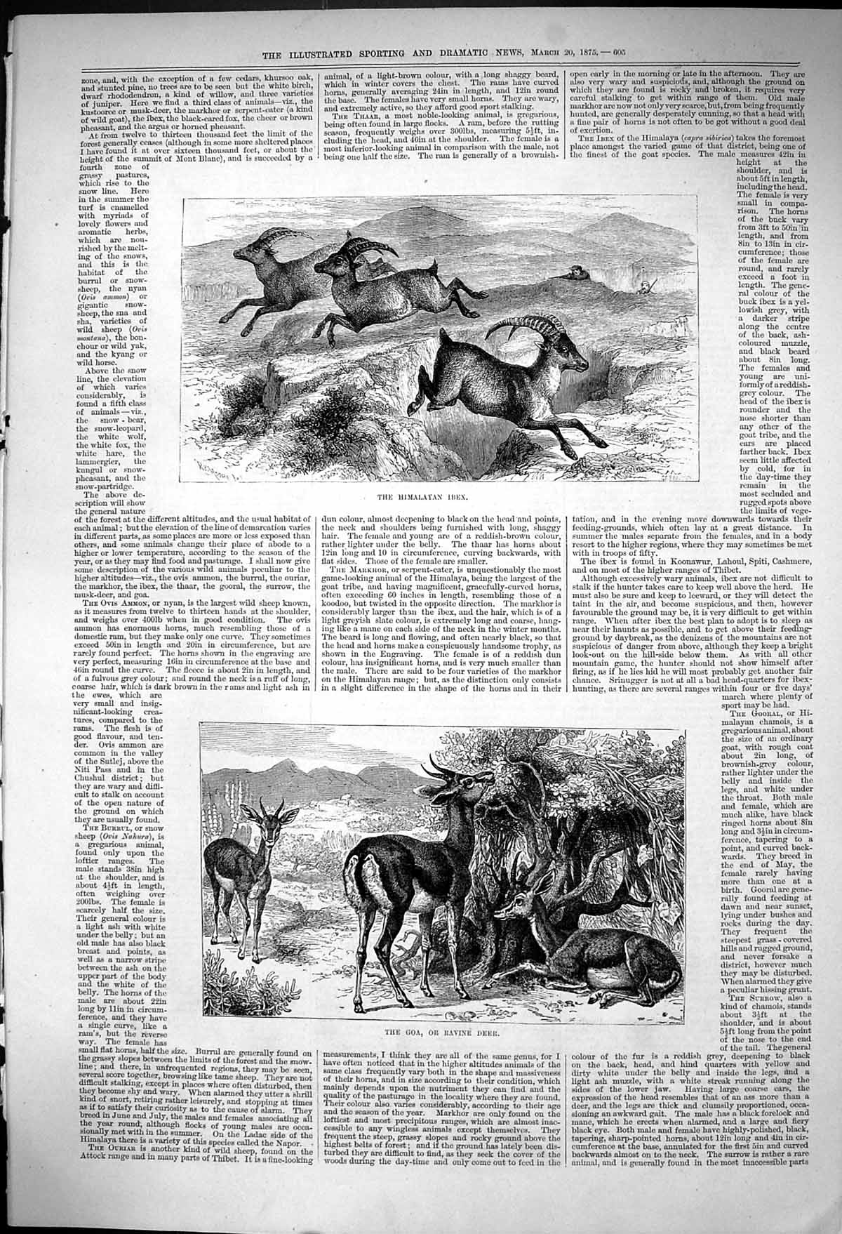 Antique Old Print Himalayan Ibex Goa Ravine Deer Eating Leaves Mountains 1875