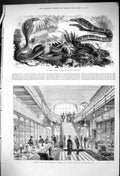 Old 1875 Snake Zoological Gardens Asser Sherwin Archery Cricket Stran Victorian