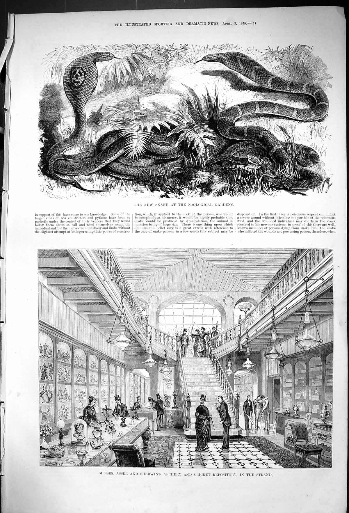 Old 1875 Snake Zoological Gardens Asser Sherwin Archery Cricket Stran Victorian