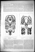 Old 1875 Game Africa Oryx Leopard Dhole Waterbok Antelope Addax Zebra Victorian