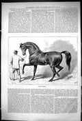 Original Old Antique Print 1875 Horse Stable Trainer Muley Moloch Victorian